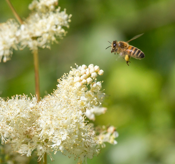 A Bee attracted by the sweet smell of the Meadowsweet at Erwain Escapes