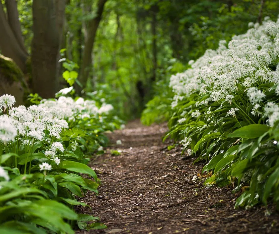 Wild-Garlic-Path-Luxury-Glamping-Cabins-with-Hot-Tubs-Brecon-Beacons