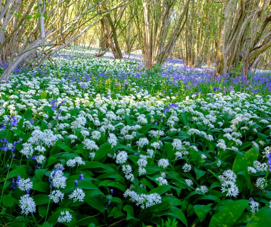 Woodland Wild Garlic and Bluebells - Glamping Cabin Carmarthenshire with Hot Tub 