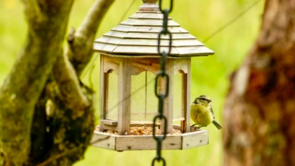 Welcoming Bluetit at the Birdfeeder - Luxury Cabin Carmarthenshire, West Wales