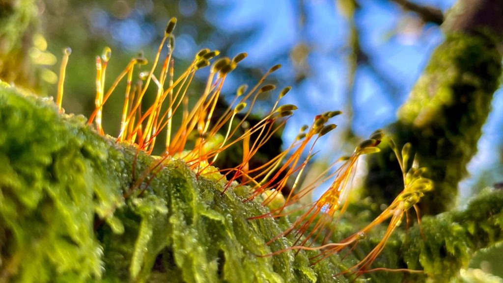 Moss and sporophytes catching the light, Luxury Glamping Cabin near Brecon Beacons