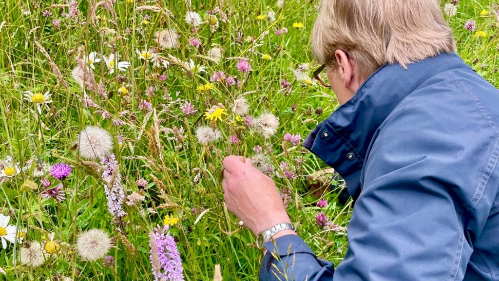 Studying Wildflowers at Erwain Escapes - Luxury Glamping Cabin, Carmarthenshire West Wales